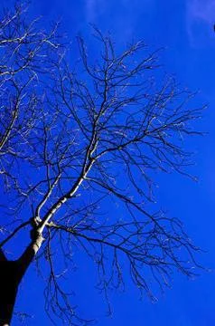 Tree Blue Sky Stock Photos