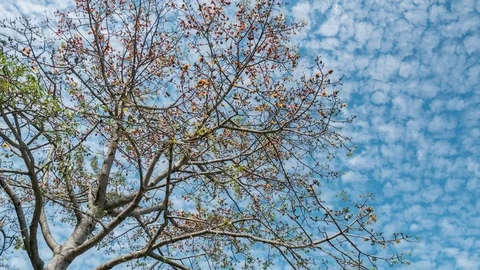Tree in the blue sky, time lapse Stock Footage 82720397