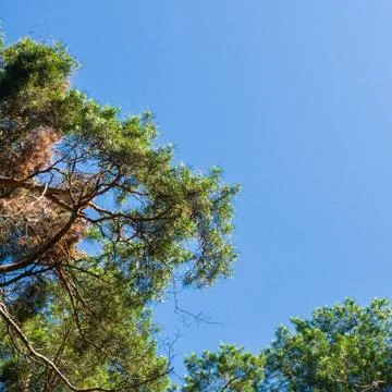 Tree blue sky, tree top against blue sky on a sunny day. Stock Photos