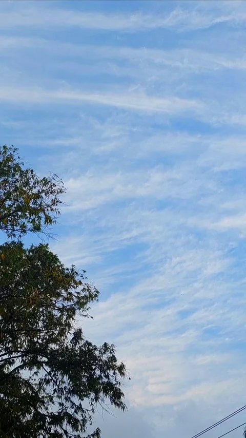 Tree &amp; Blue Sky, Vertical Video stock 281161395