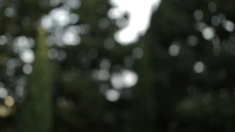 Tree blur backround. motion blur of tree. Stock Footage 228915607