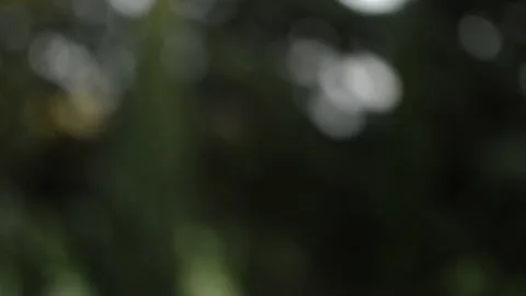 Tree blur backround. motion blur of tree. Stock Footage 228915965