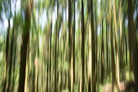Tree Blur Effect motion background. Фото
