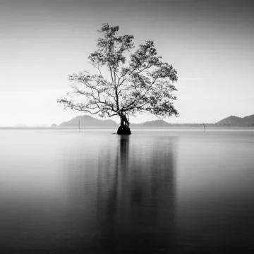 Tree BnW Stock Photos