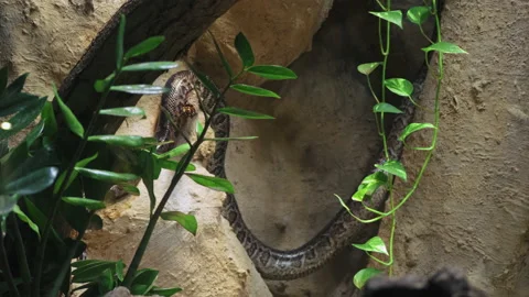 Tree boa crawling up a steep cliff in search of food, the concept of hunting Stock Footage 199868215