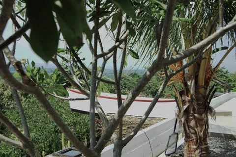 A tree with a boat in the background Stock Photos