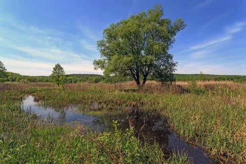Tree on bog Stock Photos