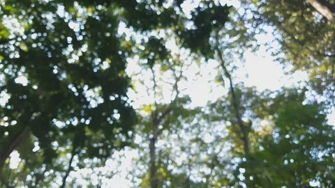 Tree bokeh abstract background, 스톡 동영상 100547632