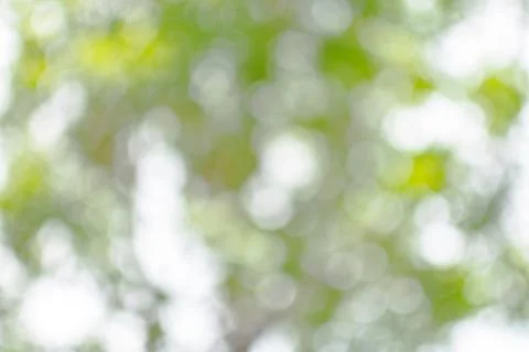 Tree bokeh Stock Photos