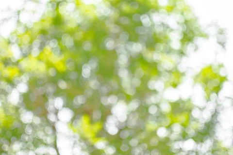 Tree bokeh Stock Photos