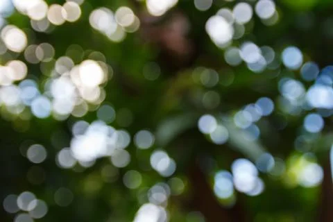 Tree bokeh Stock Photos