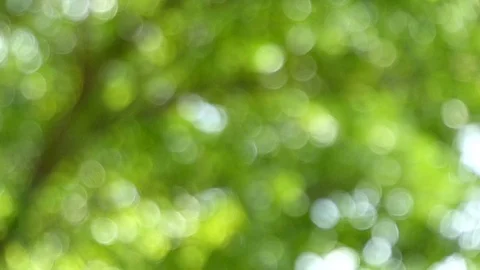 Tree Bokeh1 Stock Footage 90404433