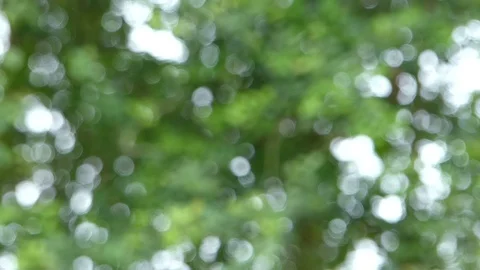 Tree Bokeh1 Stock Footage 94274272