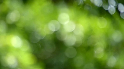 Tree Bokeh3 Stock Footage 90404340