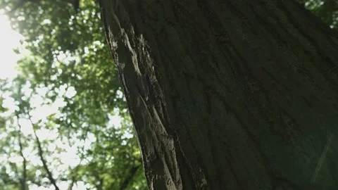 Tree Bork Stock Footage