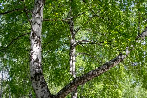 Tree in the botanical garden Stock Photos