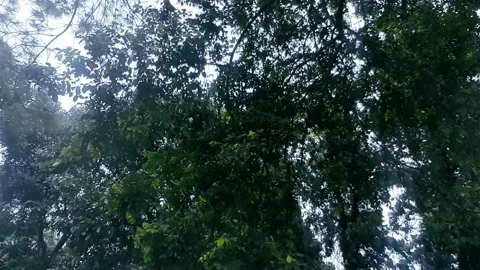 Tree in the Botanical Gardens Video stock 237348203