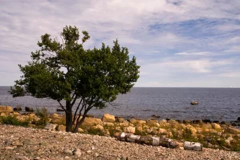 Tree on the Bothnian coast Foto stock