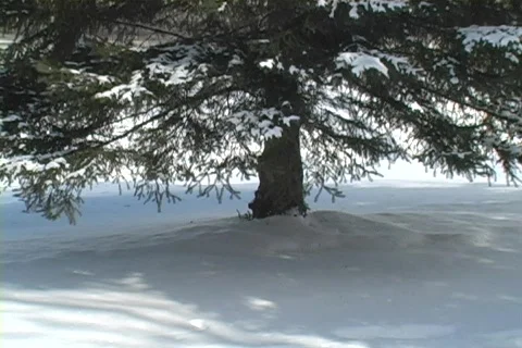 Tree bottom to sky Video stock 65592