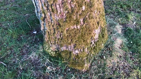 Tree from Bottom to Top 4K Forrest Trees Nature Green Stock Footage 106898350