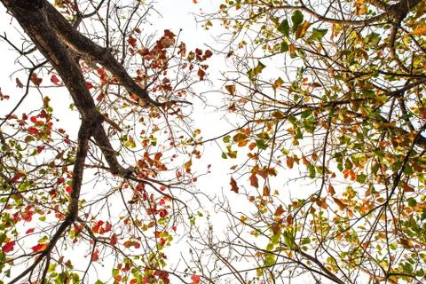 The tree from bottom to top view as isolated picture Stock Photos