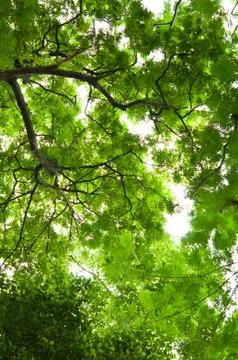 The tree from bottom to top view Stock Photos