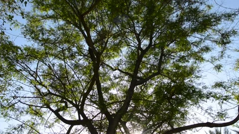 Tree from bottom view. Green leaves against blue sky. Logs against bleu sky. Video stock 130372404