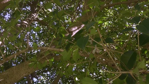 Tree, bottom view, sun through leaves, camera moves Stock Footage 105723301