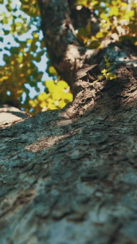Tree bottom view in sunlight Slow motion Vertical video Stock Footage 234533393