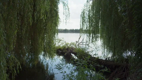 Tree Bough Lying in the Lake Stock Footage 173764002