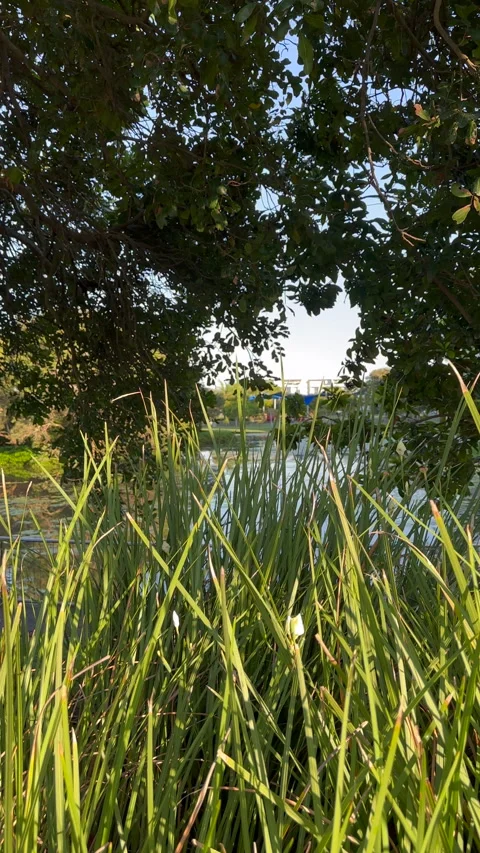 Tree Bower Reflection in Calm Lake Grasses in Foreground Vidéo 301662405