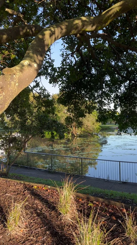 Tree Bower Reflection in Placid Lake Vidéo 301662474