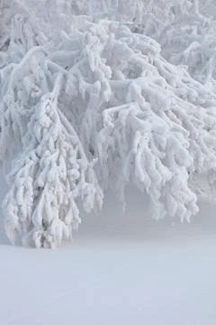 A tree bowing under the weight of snow. Trees in white and lush frost Stock Photos