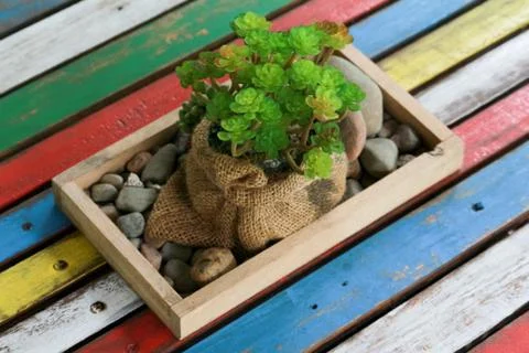 Tree in box flowerpot colorful wooden table background design Stock Photos