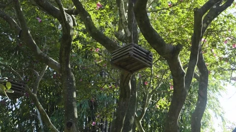 Tree boxes Stock Footage 152865885