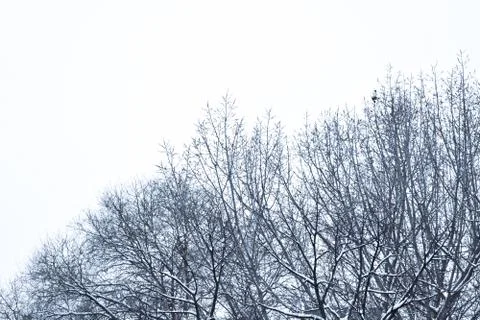 Tree braches covered with snow Stock Photos