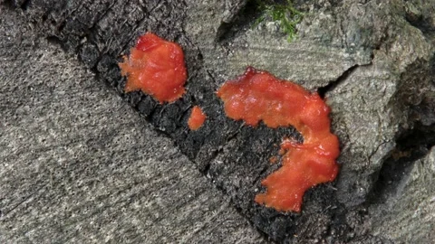 Tree Brain fungus, growing on log, forest, Autumn, E USA Stock Footage 220548342