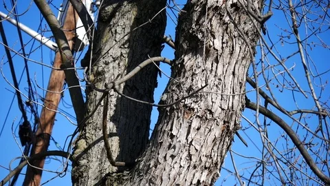 Tree Brance, Low view Stock Footage 122486673