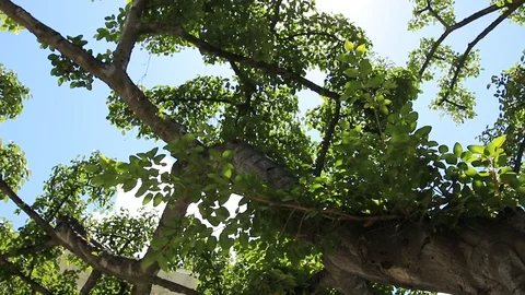 Tree Branch 2 Stock Footage 105252882