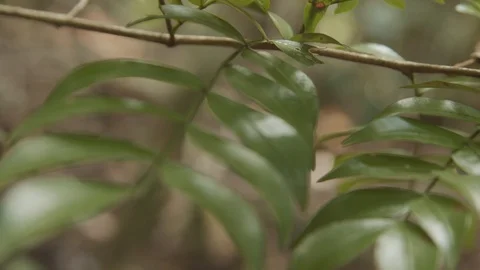 A tree branch 3 動画素材 127481645