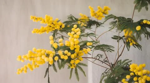A tree branch adorned with beautiful yellow flowers and vibrant green leaves Stock Photos