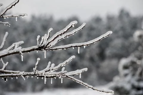 Tree branch after winter ice storm Stock Photos