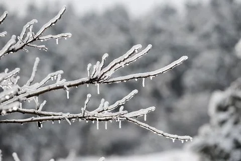 Tree branch after winter ice storm Stock Photos