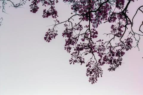 Tree branch against sky Stock Photos