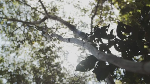 Tree branch against sunlight 動画素材 127481188