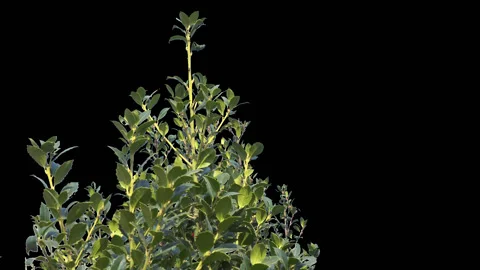 Tree branch on alpha channel Stock Footage 128255604