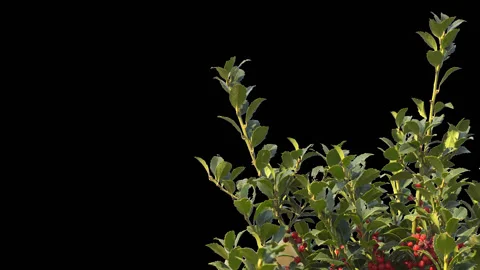 Tree branch on alpha channel Stock Footage 128255673