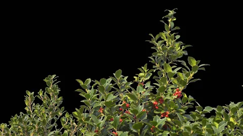 Tree branch on alpha channel Stock Footage 128284252