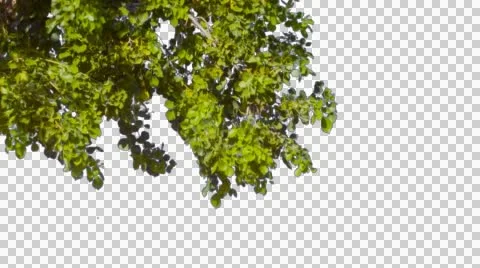Tree branch alpha Stock Footage