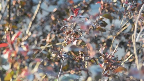 Tree branch among others. Video stock 131222531